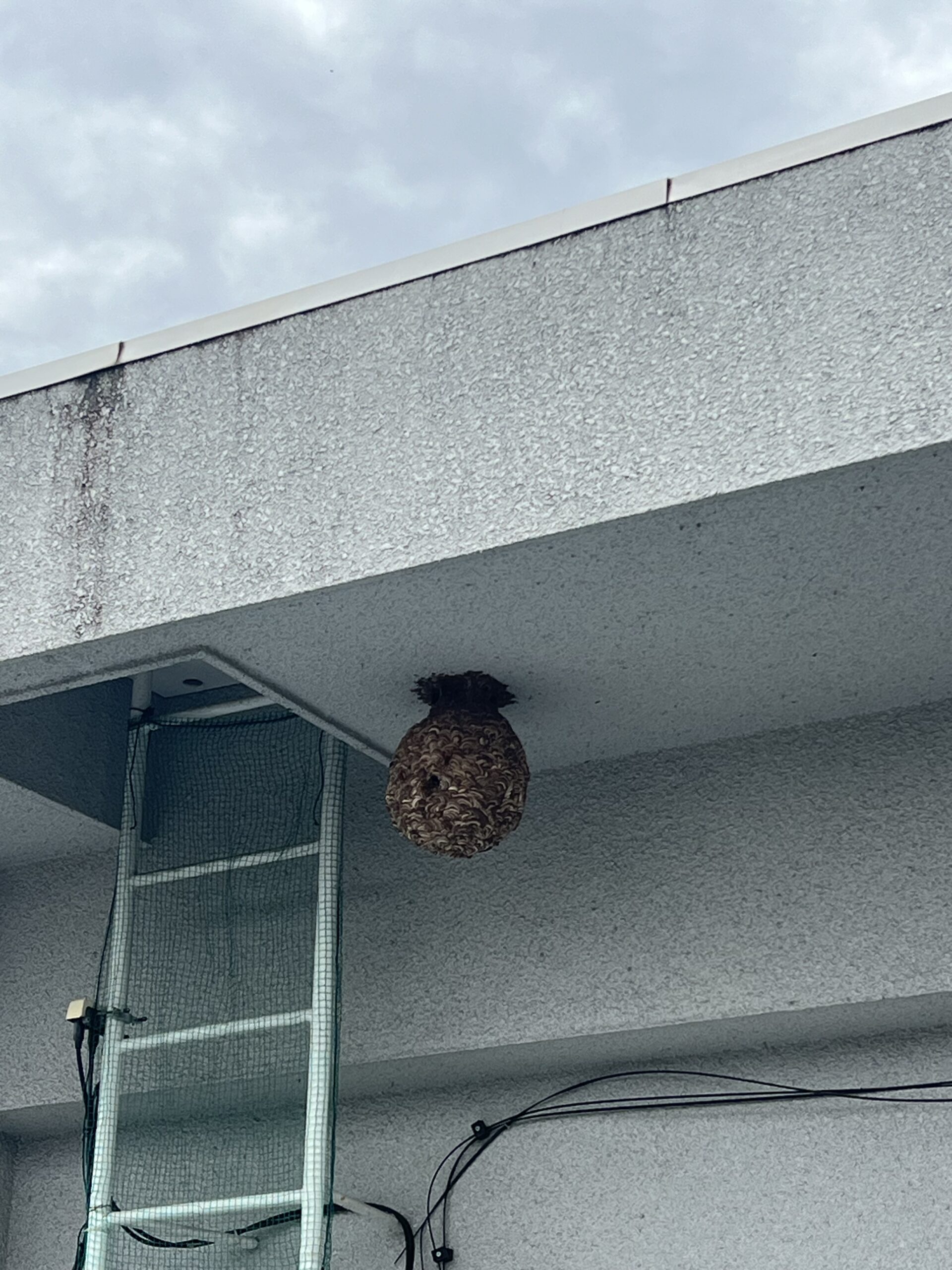 兵庫県小野市にてスズメバチ駆除