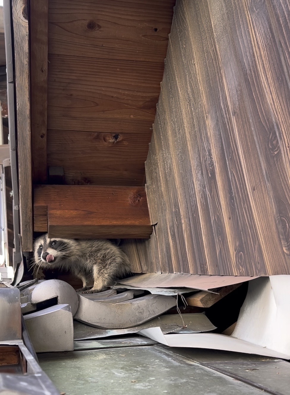 奈良県奈良市にてアライグマ被害防除対策