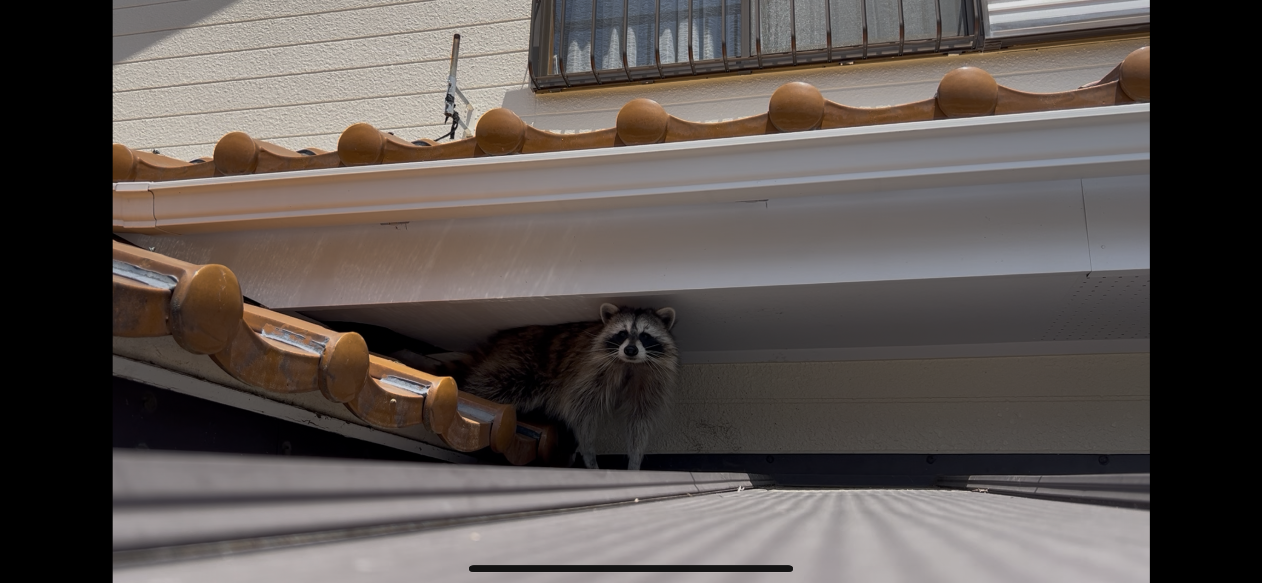 三重県多気郡にてアライグマ幼獣捕獲　防除対策