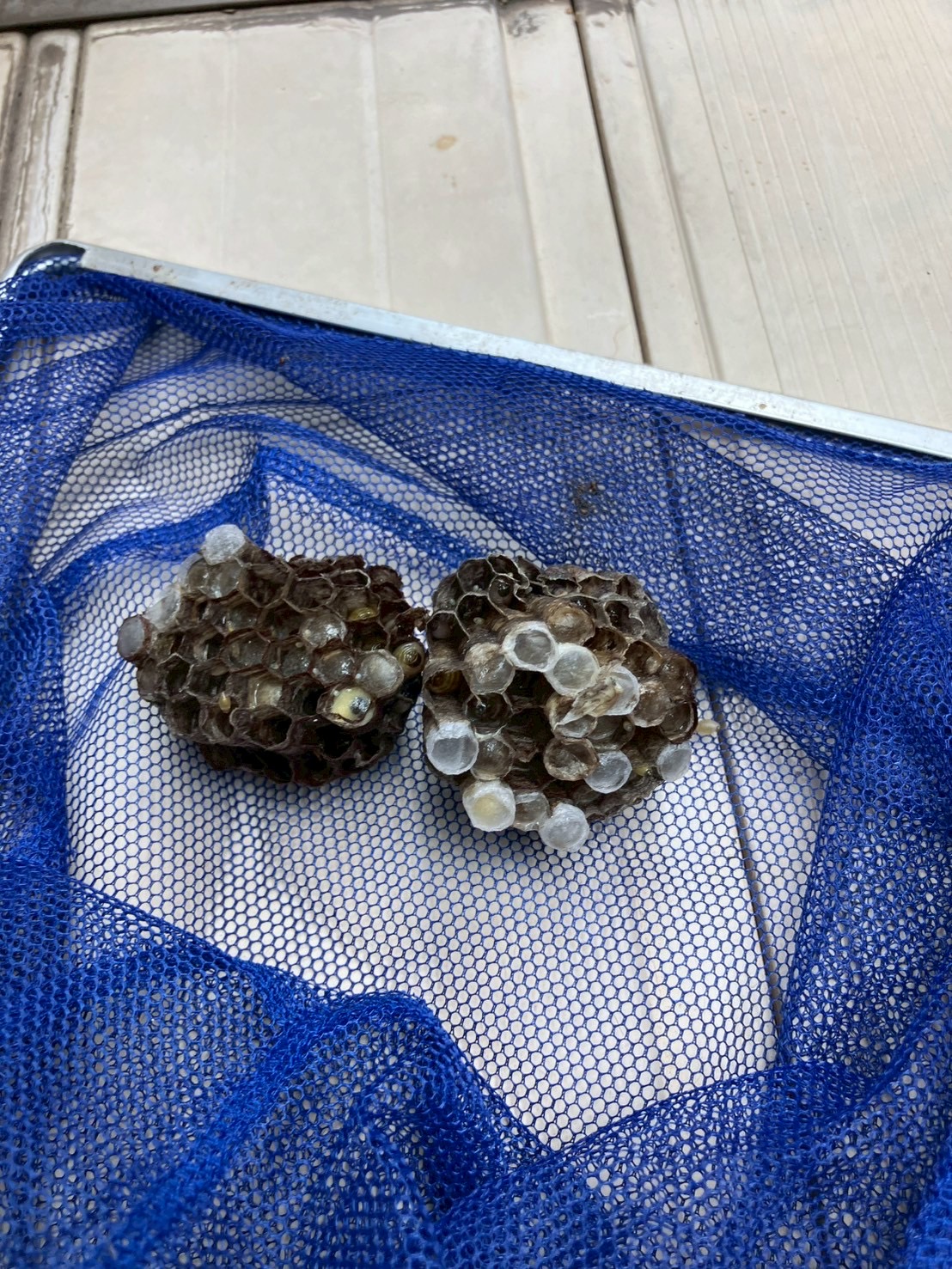 大阪府寝屋川市にてアシナガバチ駆除