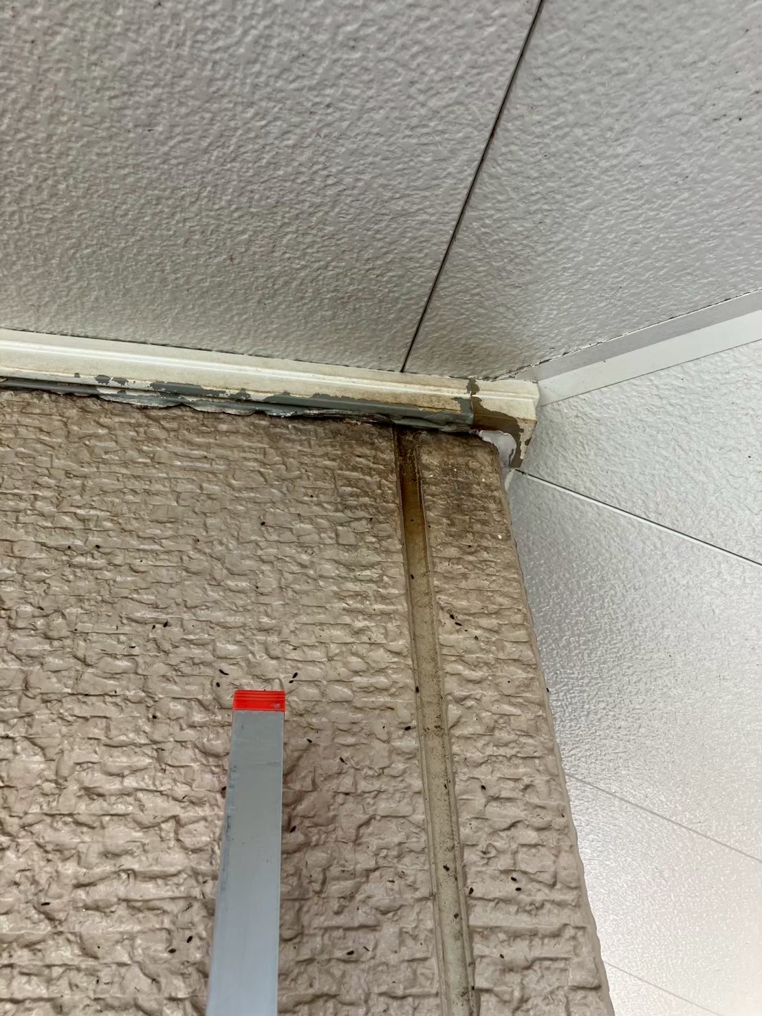 三重県津市にてコウモリ駆除防除対策
