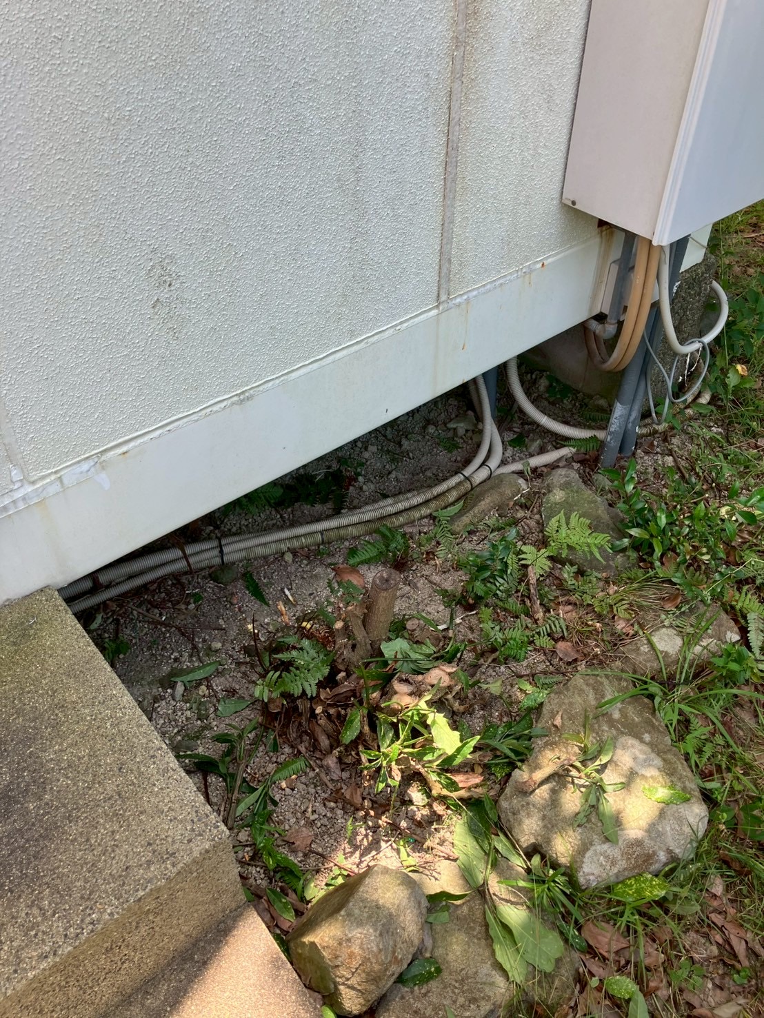 滋賀県彦根市にてイタチ駆除防除対策
