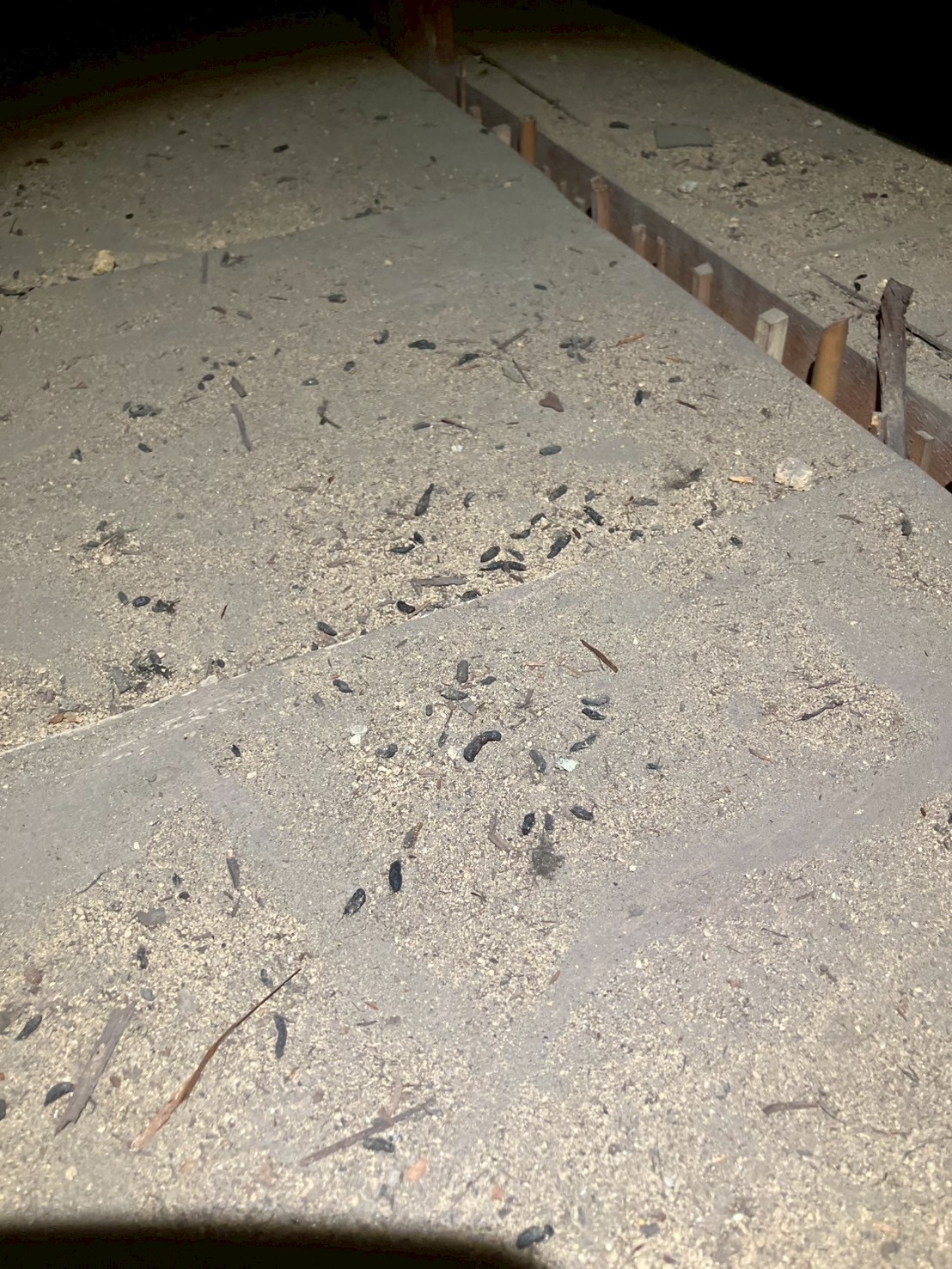 大阪府大阪市にてネズミ被害駆除防除対策