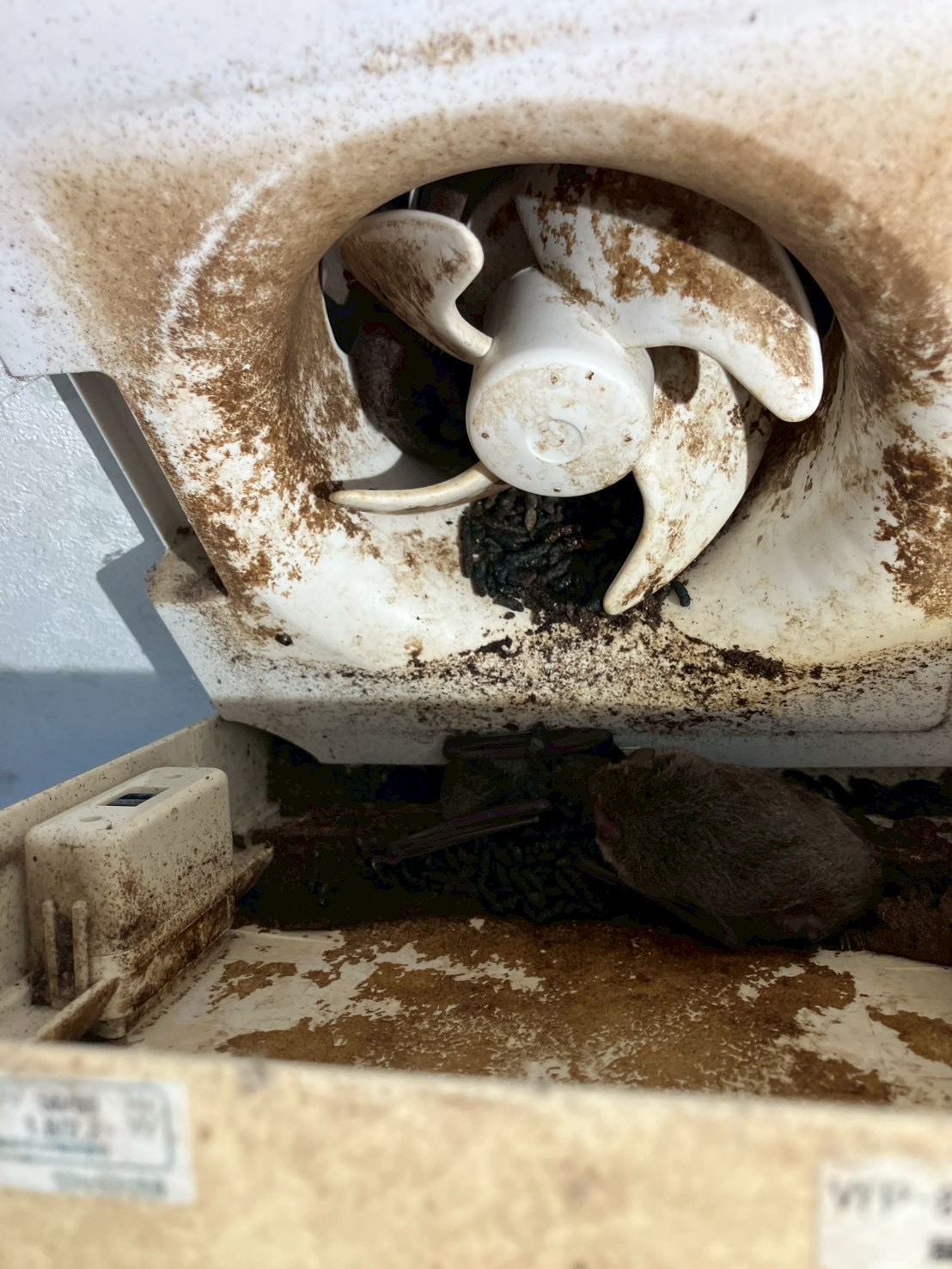 兵庫県神崎郡にてコウモリ被害防除対策