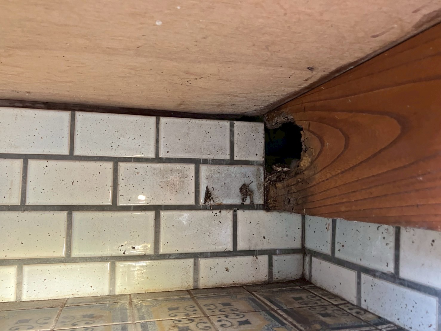 神奈川県横浜市にてネズミ被害駆除防除対策