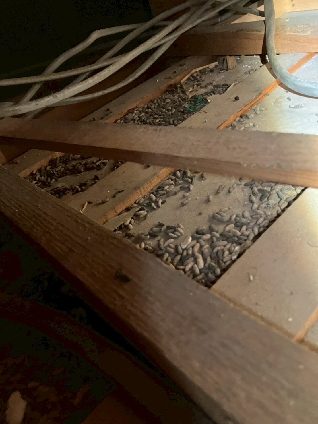 埼玉県所沢市にてネズミ被害駆除防除対策