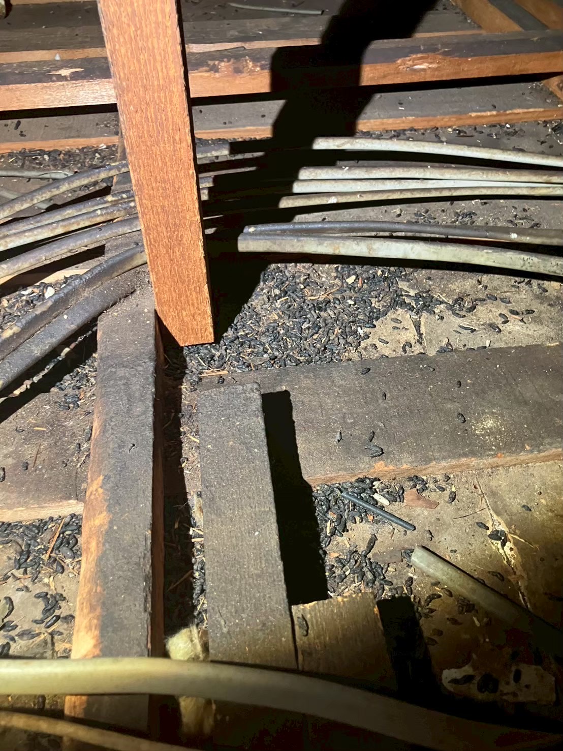 東京都練馬区にてネズミ被害駆除防除対策