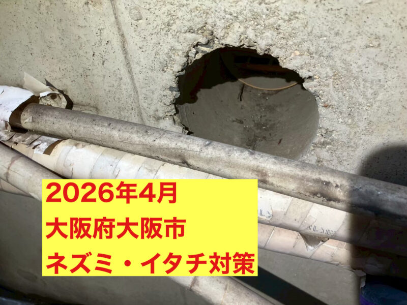 大阪府大阪市にてネズミイタチ被害駆除防除対策