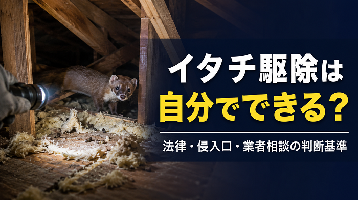 イタチ駆除で失敗しない方法｜自分でやる前の法律・侵入口・業者相談の目安