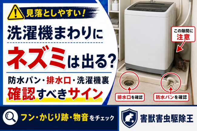 洗濯機まわりにネズミは出る？防水パン・排水口・洗濯機裏で確認すべきサイン